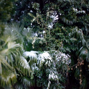 Plant 003